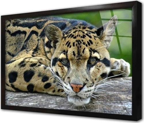 Vahşi Doğa Kaplan Çerçeveli Cam Tablo 60x90 cm