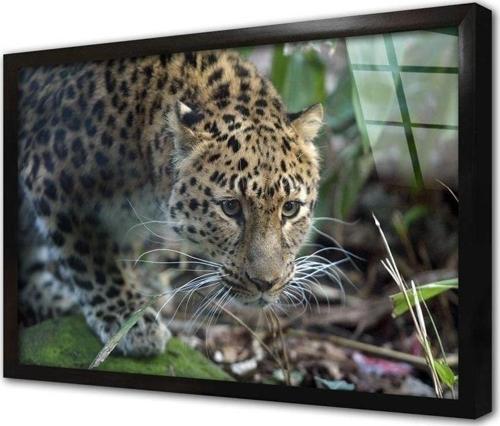 Vahşi Doğa Kaplan Çerçeveli Cam Tablo 60x90 cm