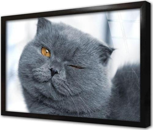 Gri Kedi Çerçeveli Cam Tablo 20x30 cm