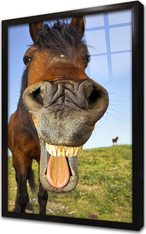 Yakın Çekim At Çerçeveli Cam Tablo 20x30 cm