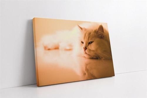 Kedi Kanvas Tablo