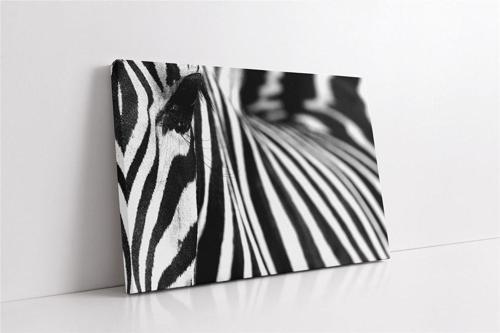 Yakın Çekim Zebra Kanvas Tablo