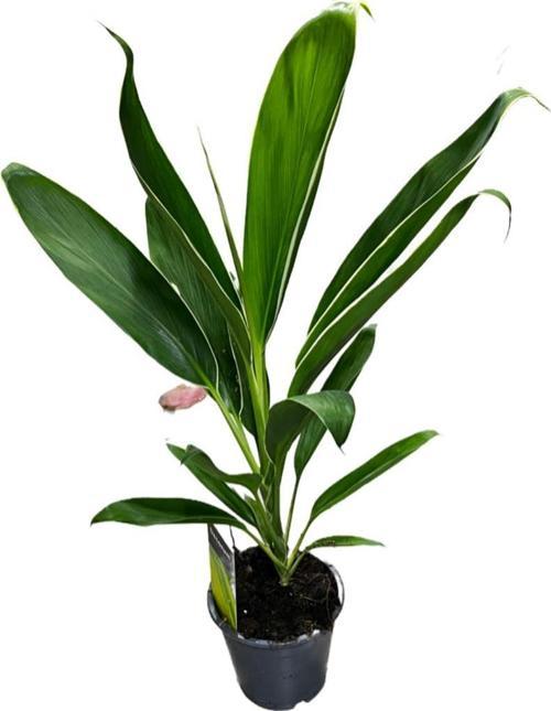 Cordyline 'Conga' (Kordilin Çiçeği)