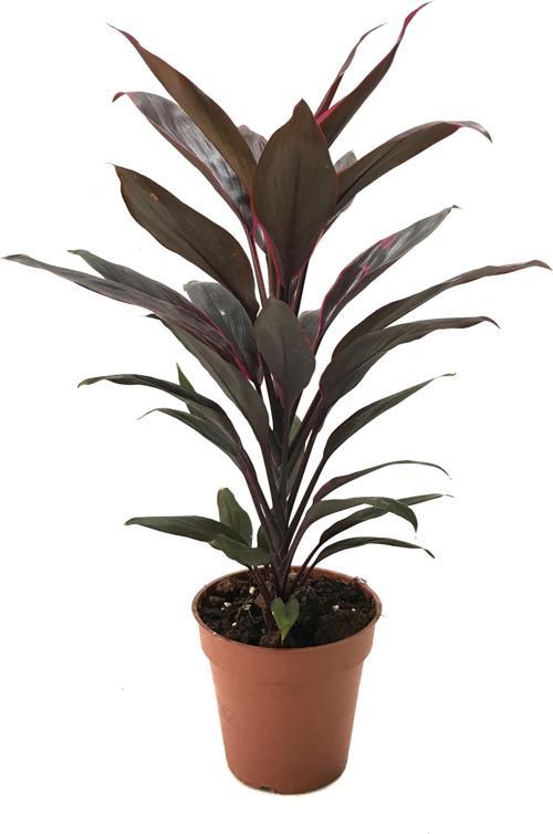 Cordyline 'Rumba' (Kordilin Çiçeği)