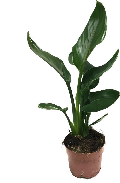 Strelitzia Reginae (Cennet Kuşu Çiçeği)