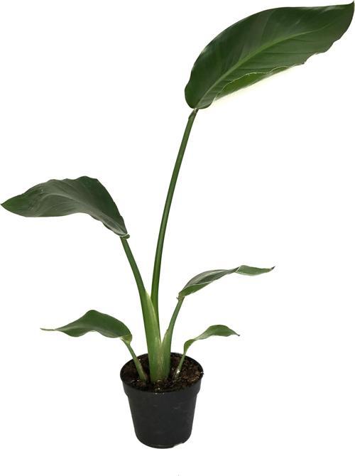 Strelitzia Nicolai (Cennet Kuşu Çiçeği)