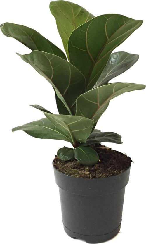 Ficus Lyrata 'Bambino' (Kauçuk Çiçeği)