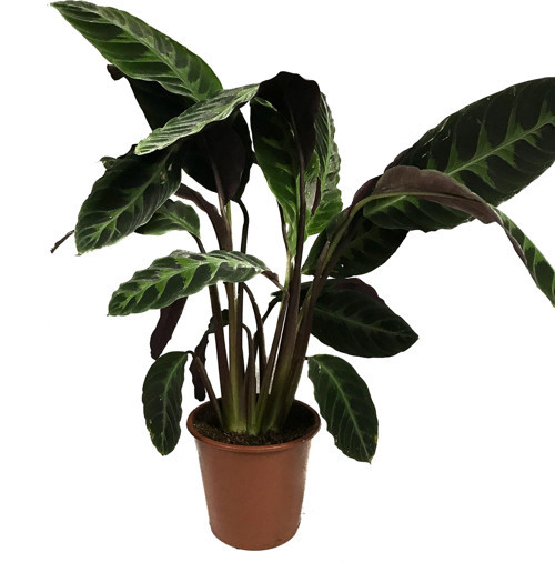 Calathea Warscewiczii (Dua Çiçeği)