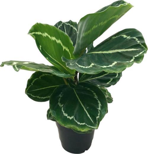 Calathea Roseopicta 'Green Medallion' (Dua Çiçeği)
