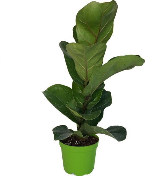 Ficus Lyrata 'Bambino' (Kauçuk Çiçeği)
