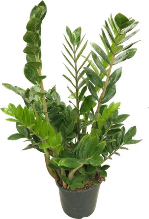 Zamia Zamioculcas (Zeze Çiçeği)
