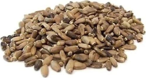 Deve Dikeni 80 Gr Devedikeni 1Adet