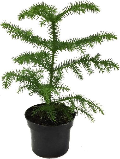 Araucaria Heterophylla (Salon Çamı)