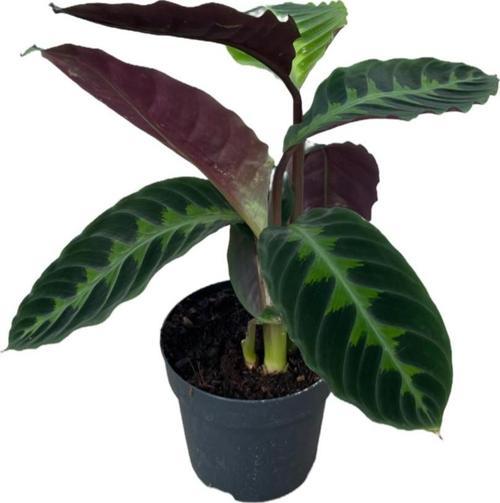 Calathea Warscewiczii (Dua Çiçeği)