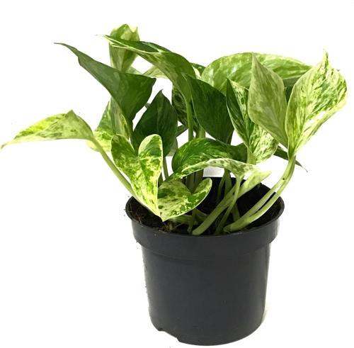 Epipremnum 'Snow Queen' (Salon Sarmaşığı)