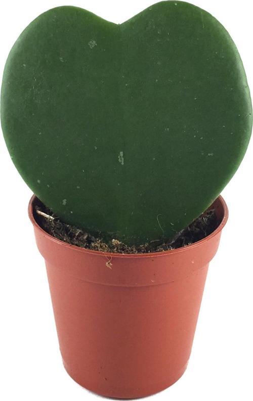 Hoya Kerrii (Mum Çiçeği)