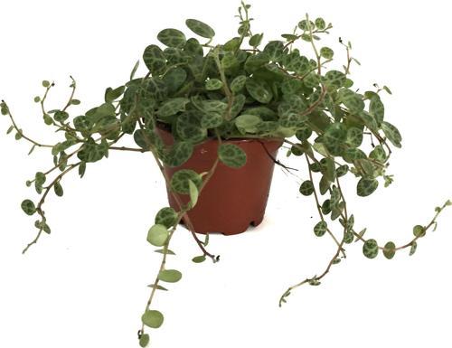 Peperomia Prostrata (Kaplumbağa Kabuğu Çiçeği)