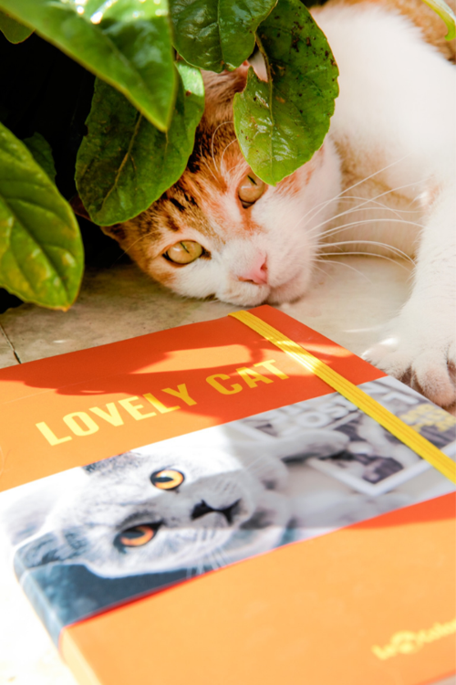 Kedi Dünyası Journal Düz