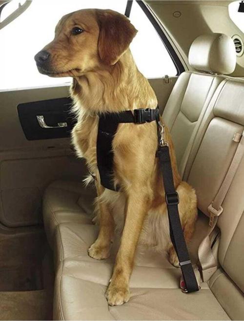 Evcil Hayvan Araç Emniyet Kemeri Kedi Köpek Araba Oto Tasması Oto Aksesuarları Siyah