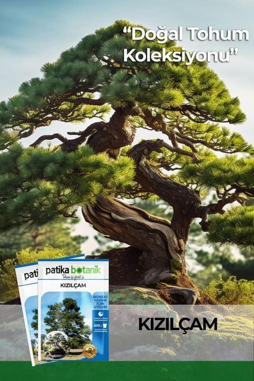 20 Adet Kızılçam Ağaç Tohumu