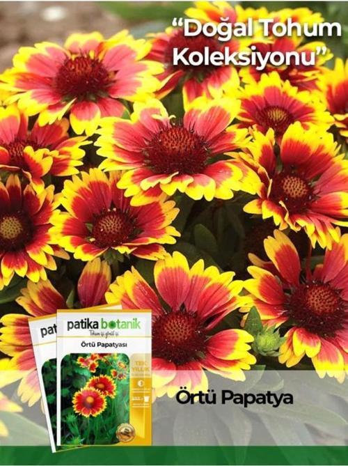 50 Adet Örtü Papatyası Tohumu