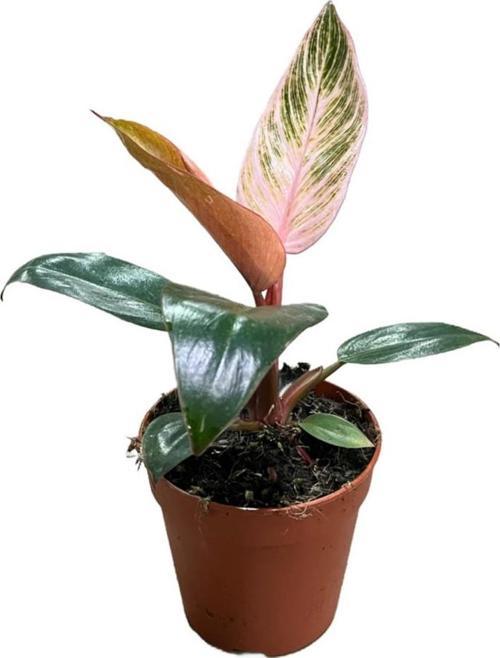 Philodendron Birkin 'Pink Blush'