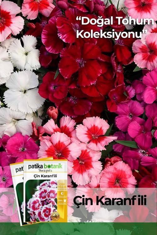  100 Adet Çin Karanfili (Dianthus Chinensis) Çiçek Tohumu