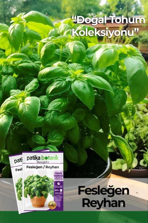  100 Adet Yeşil Fesleğen - Yeşil Reyhan (Ocimum Basilicum) Tohumu