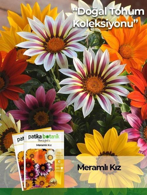  20 Adet Meramlı Kız (gazania Splendens) Çiçek Tohumu