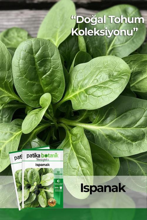 200 Adet Yerli Ata Ispanak Tohumu (Geniş Yaprak)