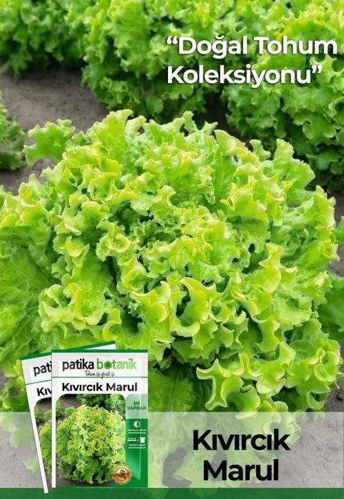 1.700 Adet Kışlık Yerli Ata Kıvırcık Marul Tohumu