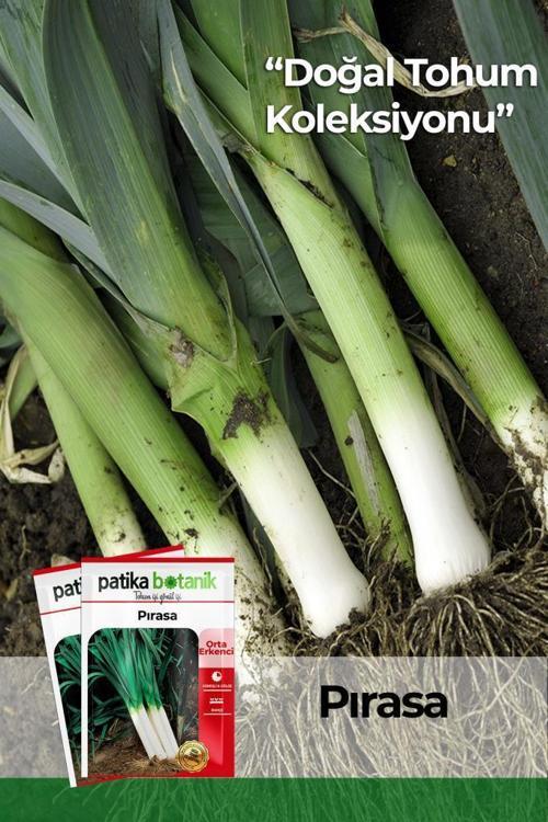 800 Adet Yerli Ata İnegöl Pırasa Tohumu