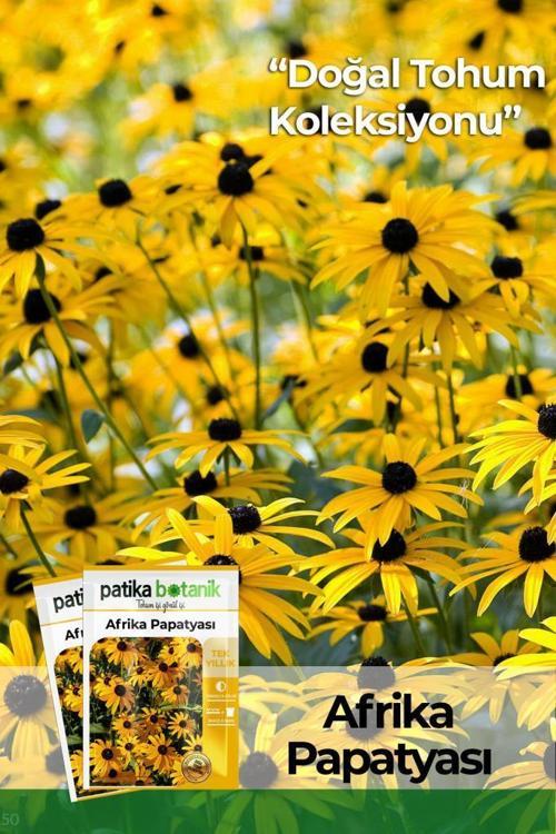 Afrika Papatyası (rudbeckia) Çiçek Tohumu 100 Adet