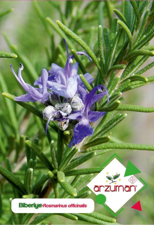 Biberiye (rosmarinus Officinalis) Çiçek Tohumu 50 Adet
