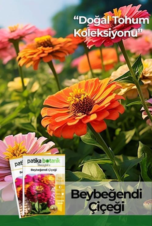 30 Adet Beybeğendi Çiçeği Tohumu 