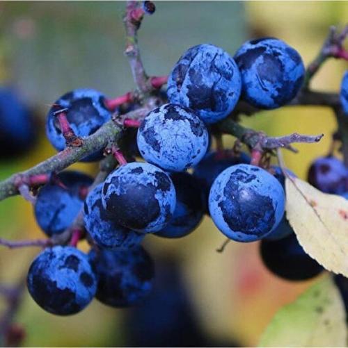 30 Adet Dağ (Güvem-Domuz) Eriği Tohumu