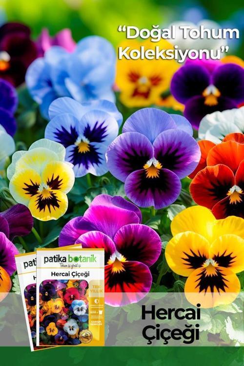 100 Adet Hercai Menekşe (Viola) Çiçek Tohumu