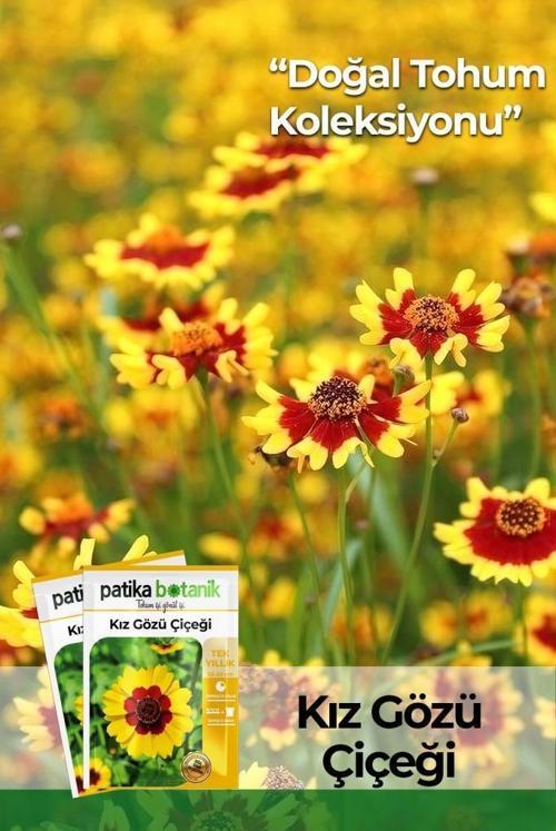 100 Adet Kız Gözü (Coreopsis Tinctoria) Çiçek Tohumu