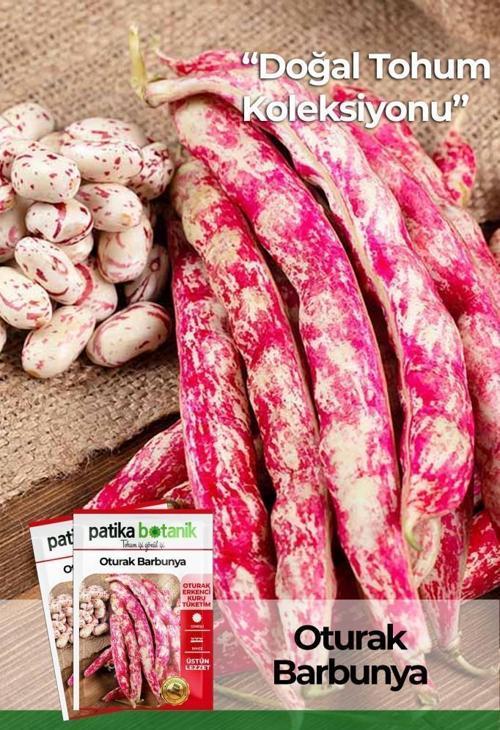 40 Adet Yerli Ata Oturak Barbunya Tohumu (Selim)