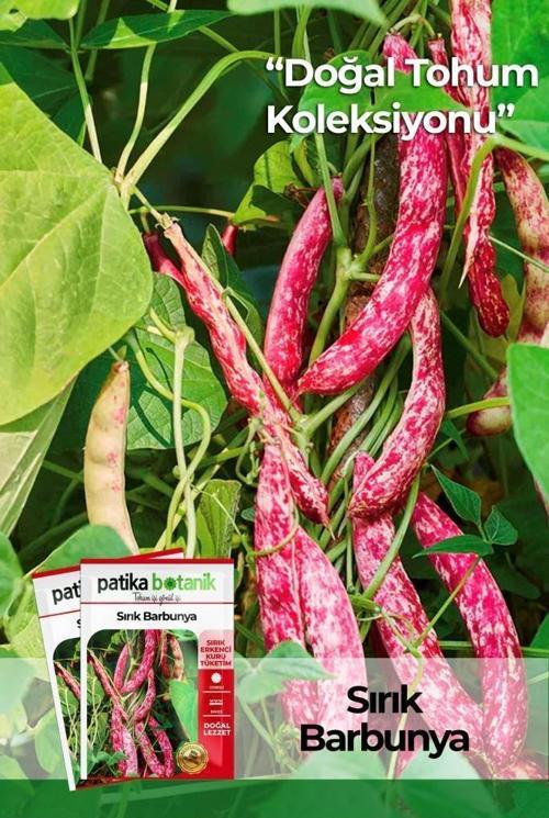 40 Adet Yerli Ata Sırık Barbunya Tohumu (Selim)
