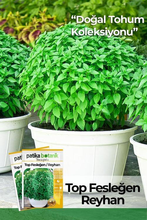 100 Adet Top Fesleğen - Top Reyhan (Ocimum Basilicum) Çiçek Tohumu 
