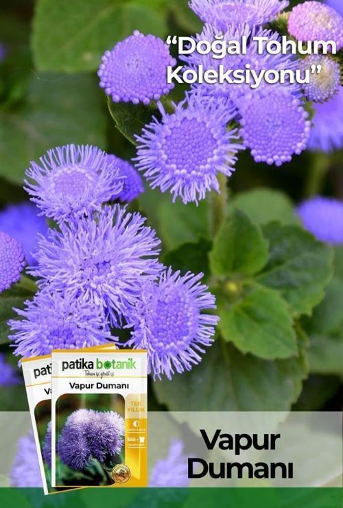 100 Adet Vapur Dumanı (Ageratum Houstanianum) Çiçek Tohumu