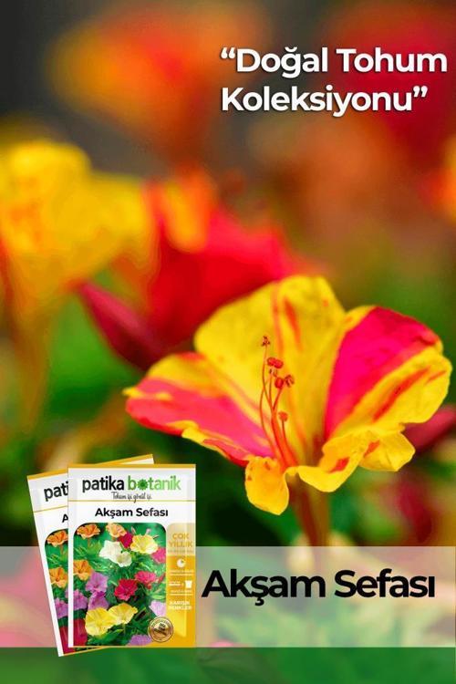 15 Adet Akşam Sefası (Mirabilis Jalapa) Çiçek Tohumu
