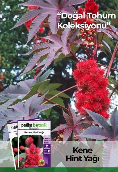 5 Adet Kene Çiçeği (ricinus Communis) Çiçek Tohumu