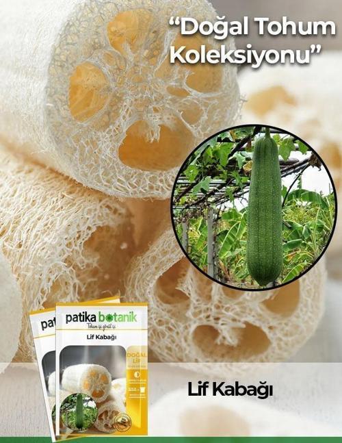 5 Adet Yerli Ata Lif Kabağı Tohumu Kabak Tohumu