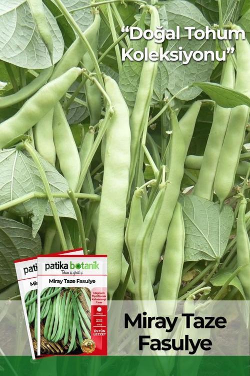 50 Adet Miray Fasulye Tohumu