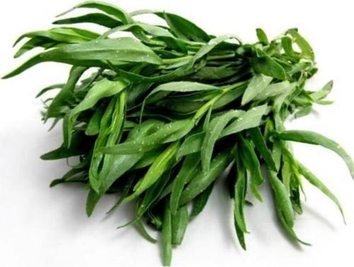 50 Adet Tarhun Tohumu (Artemisia Dracunculus L.)