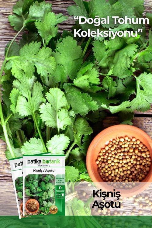 500 Adet Yerli Ata Kişniş Tohumu (Aşotu)