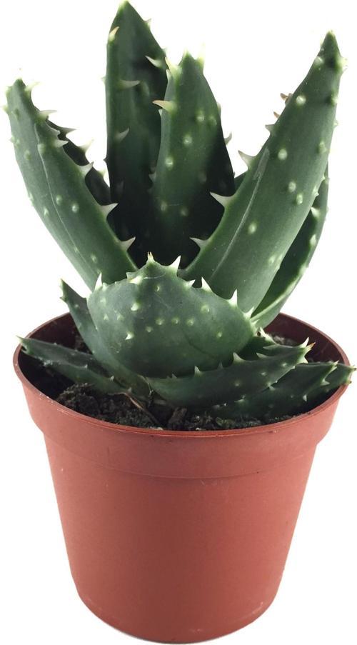 Aloe Mitriformis (Kaktüs)