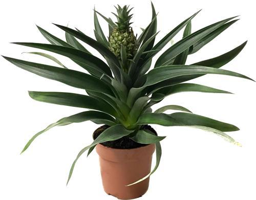 Ananas Comosus (Ananas Bitkisi)